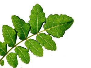 boswellia extract 500x500 1 300x225 1 | Spectra Vitamins March 26, 2026