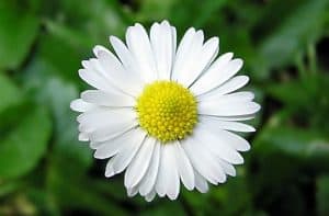 chamomile flower 300x197 1 | Spectra Vitamins March 26, 2026