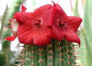 hoodia 1 | Spectra Vitamins March 26, 2026
