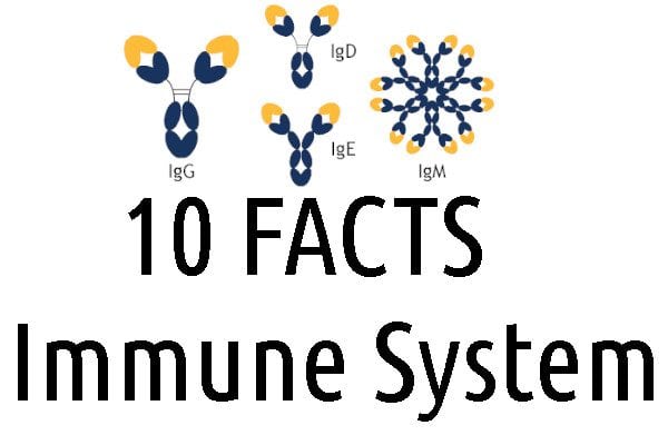 immune sv 1 | Spectra Vitamins March 26, 2026